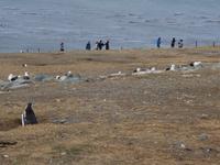 Pinguine beobachten auf der Isla Magdalena bei Punta Arena in Chile (1)
