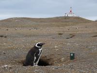 Pinguine beobachten auf der Isla Magdalena bei Punta Arena in Chile (4)