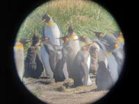 Königspinguine bei Porvenir (1)