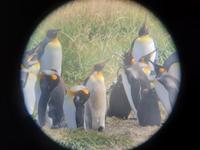 Königspinguine bei Porvenir (2)