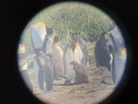 Königspinguine bei Porvenir (3)