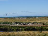 Königspinguine bei Porvenir (4)