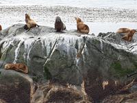 Katamaran-Bootsfahrt auf dem Beagle-Kanal  (12)