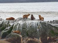 Katamaran-Bootsfahrt auf dem Beagle-Kanal  (13)