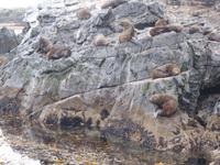 Katamaran-Bootsfahrt auf dem Beagle-Kanal  (23)