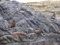 Katamaran-Bootsfahrt auf dem Beagle-Kanal  (24)