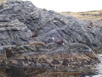 Katamaran-Bootsfahrt auf dem Beagle-Kanal  (25)