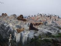 Katamaran-Bootsfahrt auf dem Beagle-Kanal  (29)