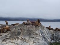 Katamaran-Bootsfahrt auf dem Beagle-Kanal  (31)