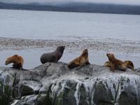 Katamaran-Bootsfahrt auf dem Beagle-Kanal  (33)