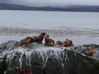 Katamaran-Bootsfahrt auf dem Beagle-Kanal  (36)