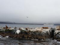 Katamaran-Bootsfahrt auf dem Beagle-Kanal  (37)