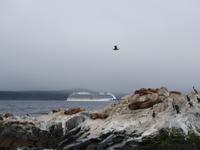 Katamaran-Bootsfahrt auf dem Beagle-Kanal (7)