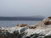 Katamaran-Bootsfahrt auf dem Beagle-Kanal (8)