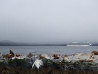 Katamaran-Bootsfahrt auf dem Beagle-Kanal (10)