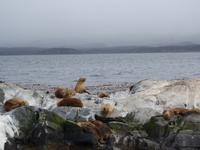 Katamaran-Bootsfahrt auf dem Beagle-Kanal (11)