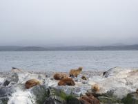 Katamaran-Bootsfahrt auf dem Beagle-Kanal (12)