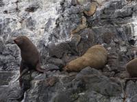 Katamaran-Bootsfahrt auf dem Beagle-Kanal (1)