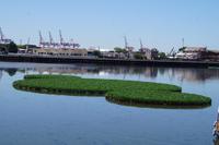 Aufgegebene Hafenanlagen mit schwimmenden Beeten