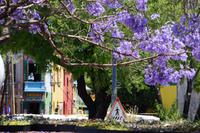 Jacaranda am Caminito