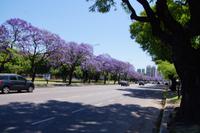 Jacarandas