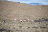 Guanaco-Herde kurz nach der Abfahrt aus El Calafate in Richtung El Chaltén