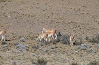 Guanaco-Herde kurz nach der Abfahrt aus El Calafate in Richtung El Chaltén