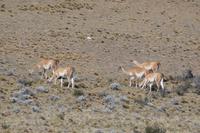 Guanaco-Herde kurz nach der Abfahrt aus El Calafate in Richtung El Chaltén