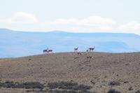 Mindestens ein Jungtier ist dabei