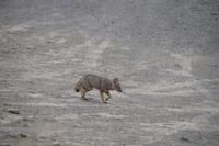 Patagonischer Fuchs 