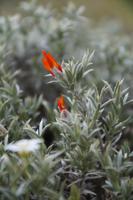 Blüte des Guanaco-Buschs (mata Guanaco)