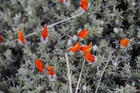 Guanaco-Busch-Blüten 