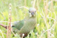 Die Löwenzahnsamen scheinen eine Delikatesse für die patagonischen Papageien zu sein
