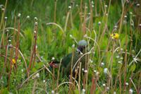 Die Löwenzahnsamen scheinen eine Delikatesse für die patagonischen Papageien zu sein