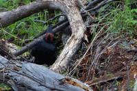 Hier guckt der Specht doch glatt in die Kamera