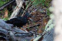 Auf Spanisch heißt Specht 