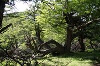 Verwunschener Wald (Lenga)