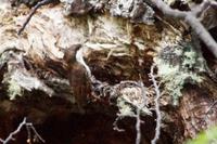 Splitter wirbeln um den Baumläufer herum 