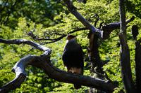 Caracara/Carancho