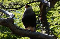 Caracara/Carancho