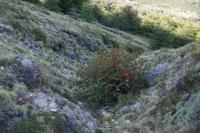 Notro, patagonischer Feuerstrauch