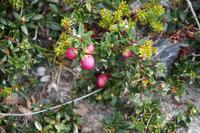 Chaura (schmeckt ein wenig wie mehliger Apfel)