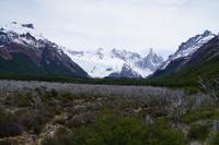 Abgebrannter Ñirre-Wald 