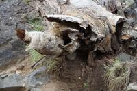 Dieser umgestürzte Baum hat unsere Phantasie angeregt: Schwein und Igel wurden darin gesehen