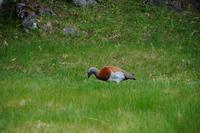 weibliche Cauquén (Magellangans)