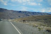 Beim Überqueren der Straße erst links, dann rechts schauen. Das macht das Guanaco schon richtig. 