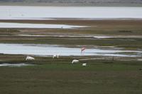 Flamingos und Gänse