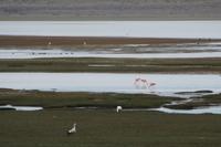 Flamingos und Gänse