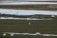 Flamingos und Gänse