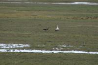 Cauquenes: Man sieht sie meist paarweise, das weiße Männchen und das bräunliche Weibchen